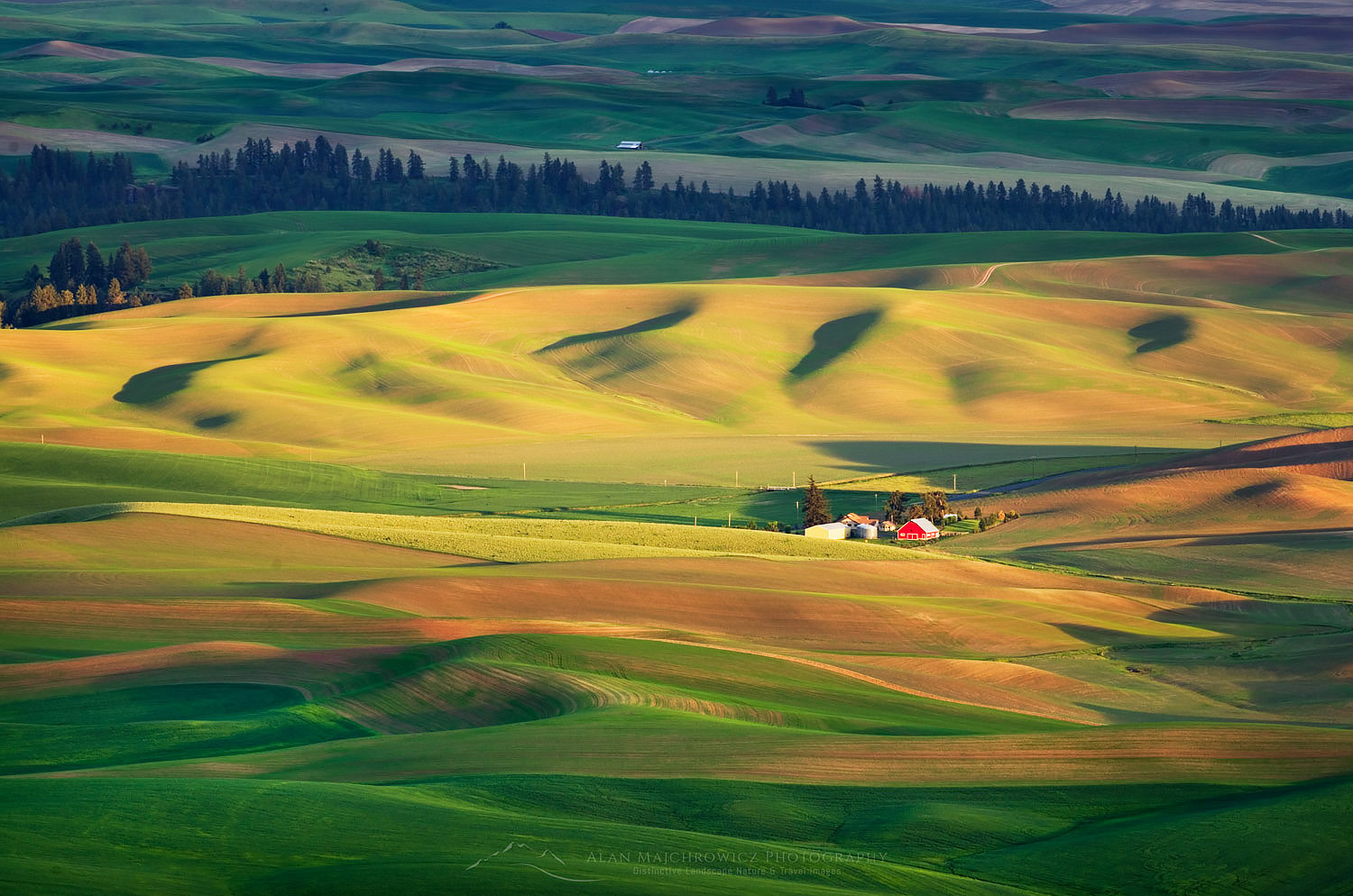Rolling hills of green wheat fields seen from Steptoe Butte, the Palouse region of the Inland Empire of Washington #51649