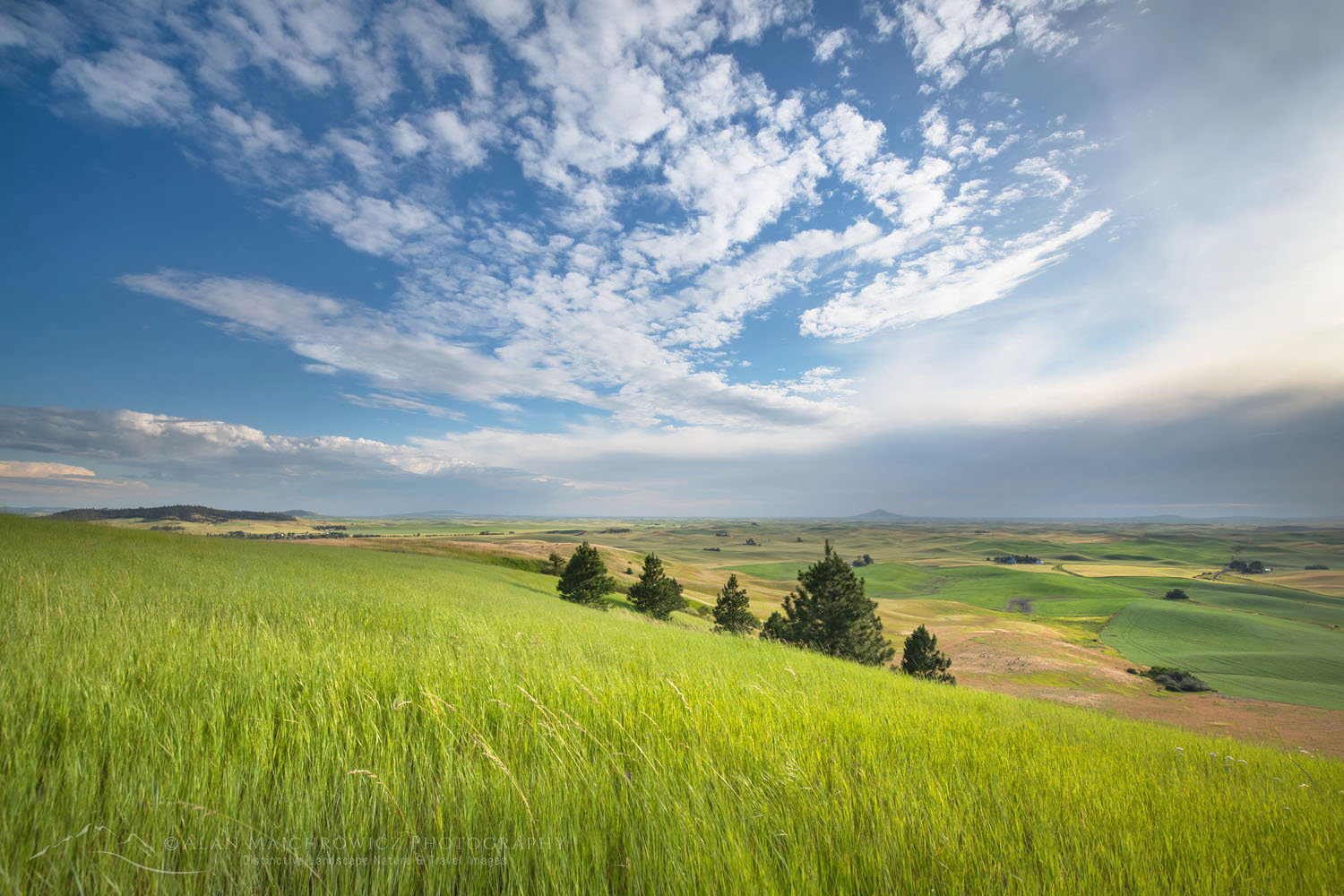 View of the Palouse from grassy hillside near Farmington Washington #68692
