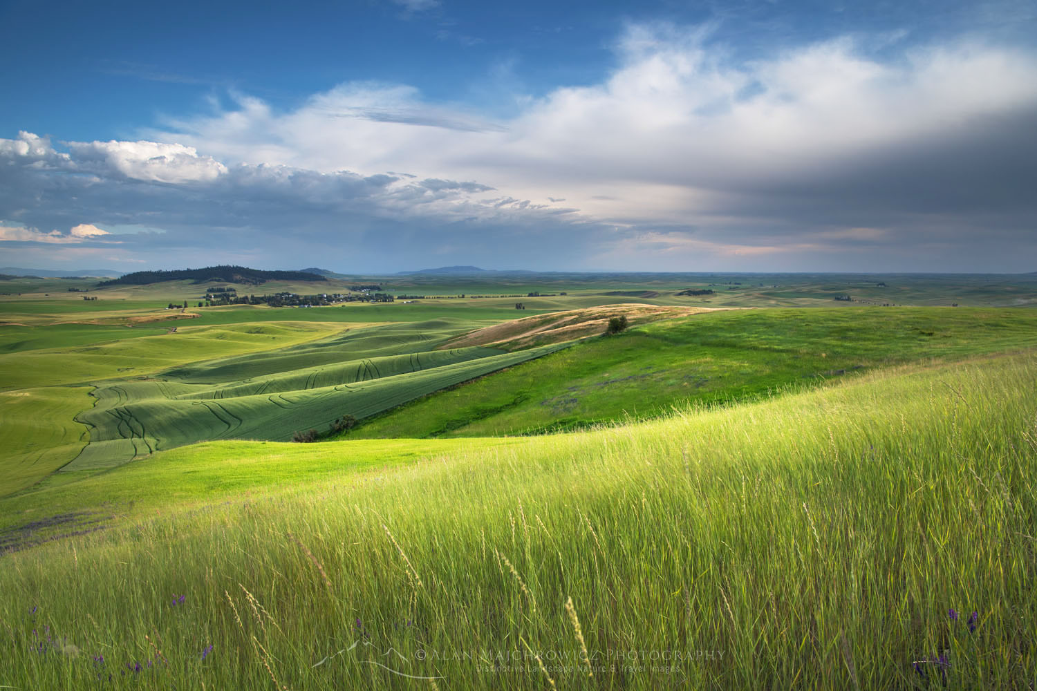 View of the Palouse from grassy hillside near Farmington Washington #68703