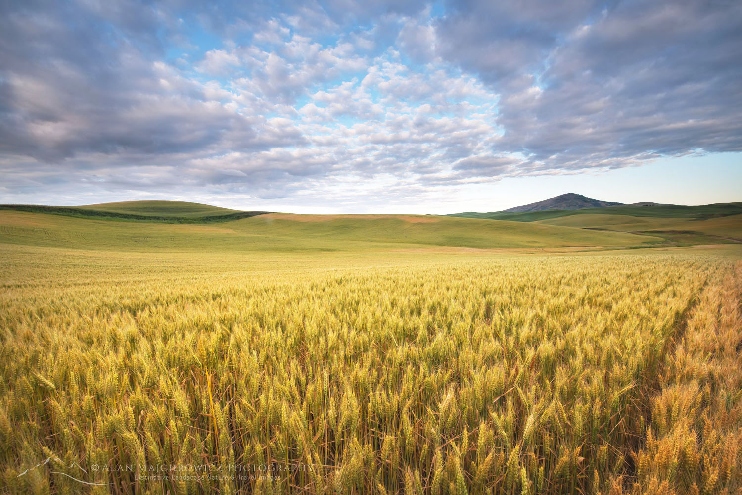 Golden fields of wheat Palouse Washington #68711