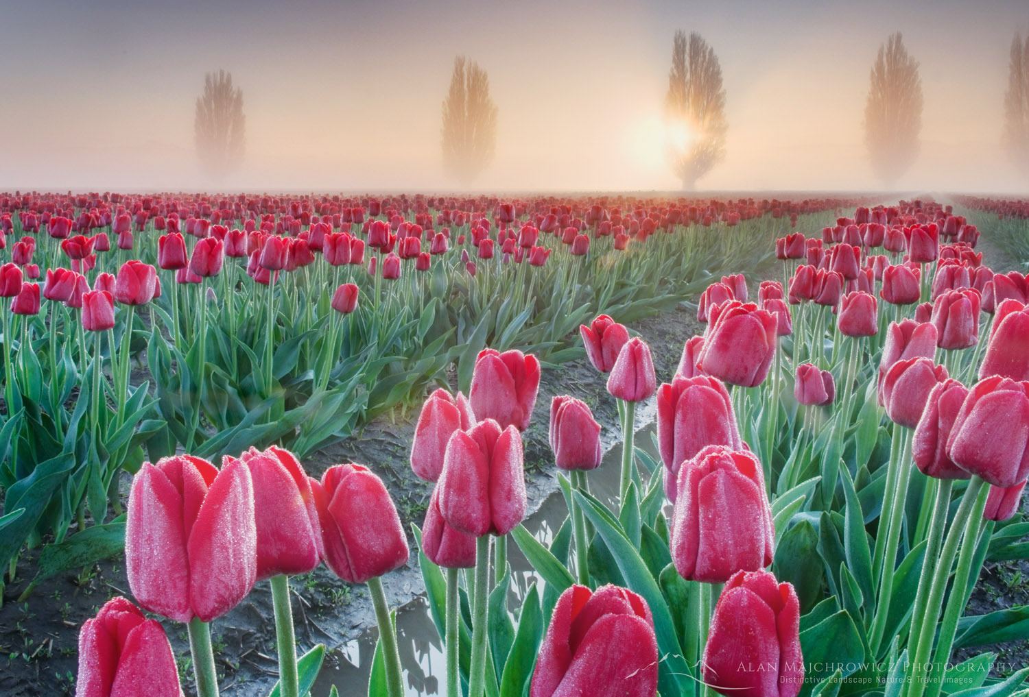 Foggy Sunrise over the Skagit Valley Tulip Fields #50879
