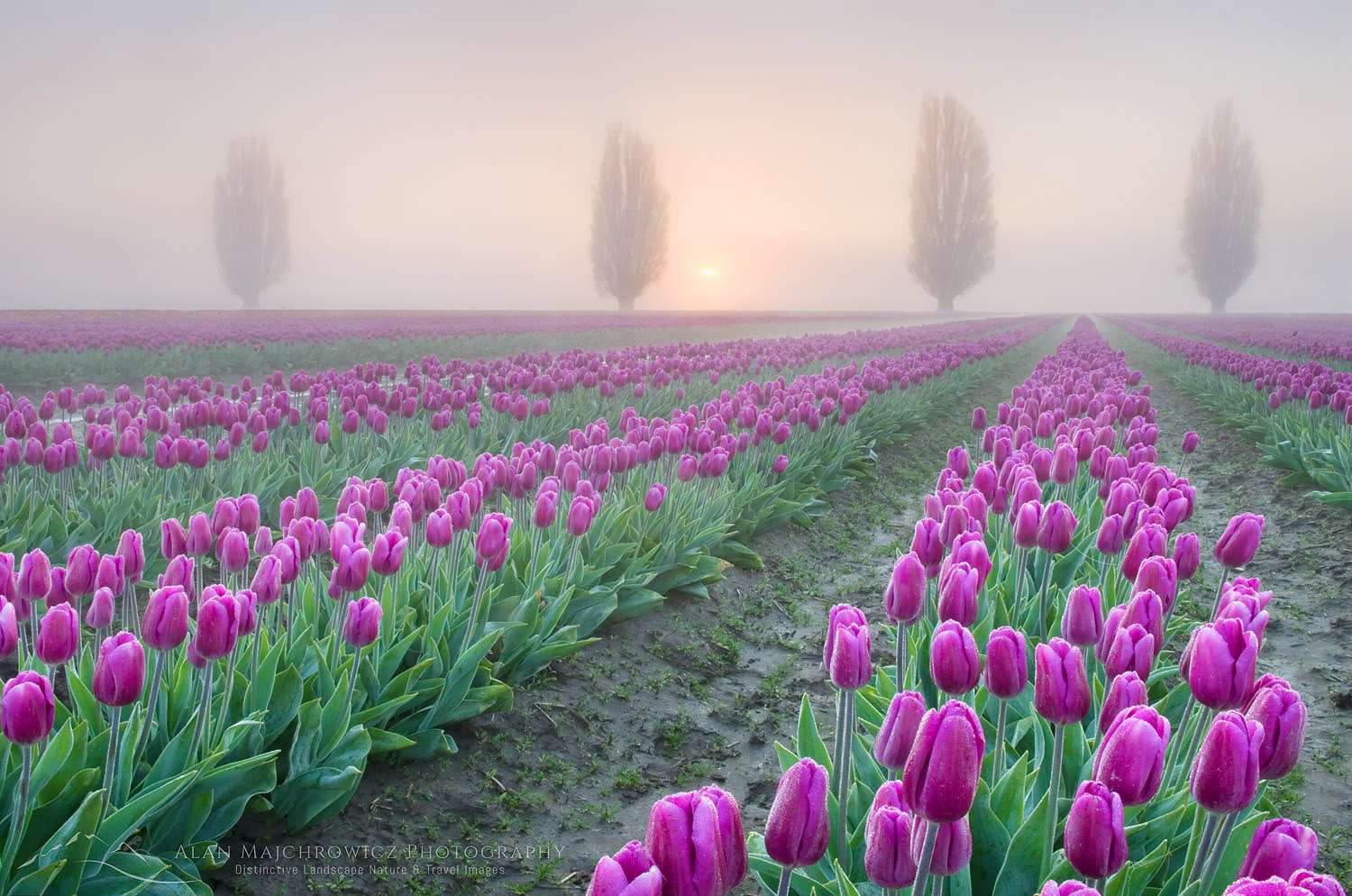 Foggy Sunrise over the Skagit Valley Tulip Fields #50863