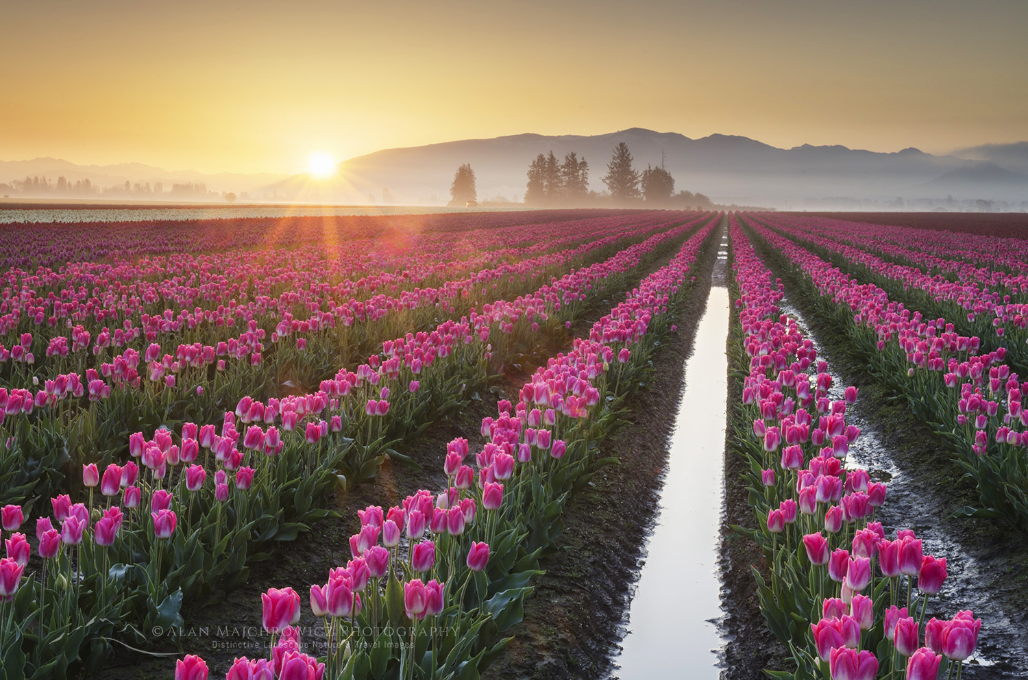 Sunrise over the Skagit Valley Tulip Fields, Washington #62040