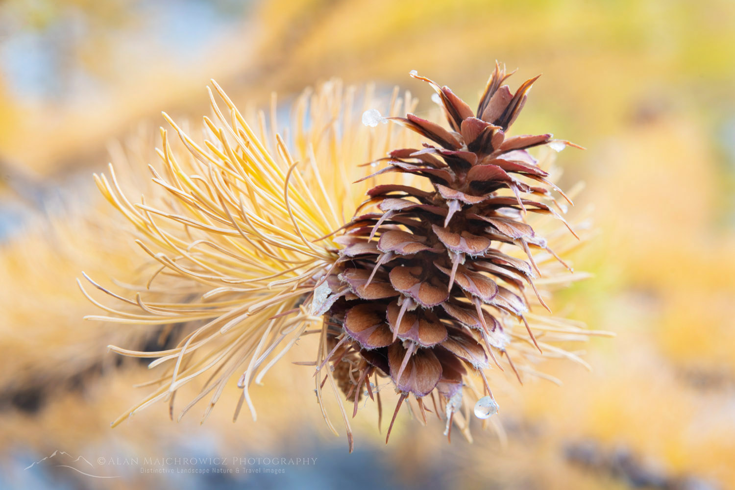Subalpine Larches (Larix lyallii) seed cone. North Cascades Washington #87220