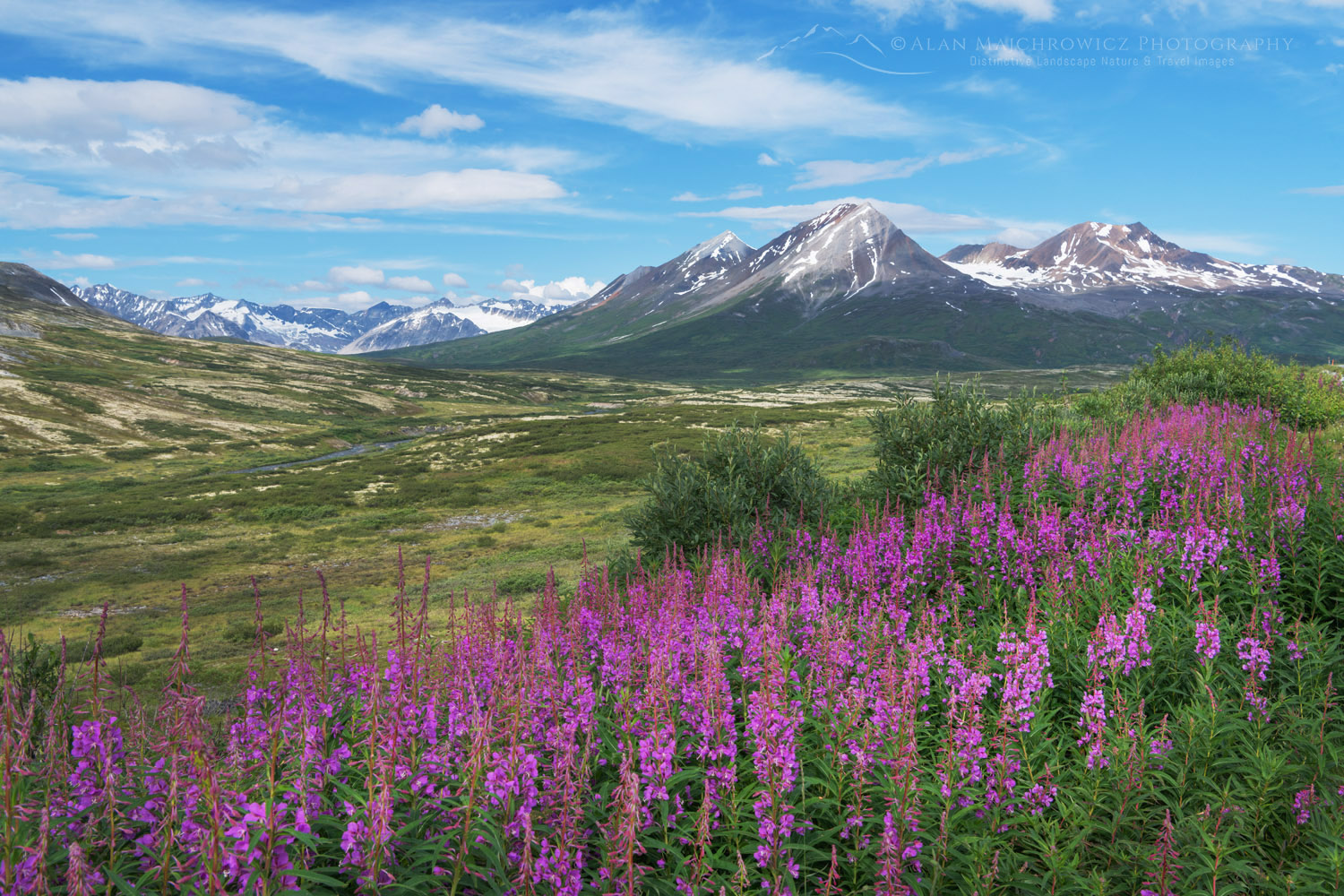 Fireweed (Chamaenerion angustifolium), Alsek Range, southeasternmost subdivision of the Saint Elias Mountains. Nadahini Mountain is in the distance. Tatshenshini-Alsek Park, British Columbia #86853