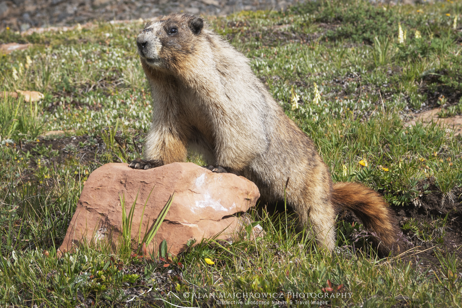 Hoary Marmot (Marmota caligata) Height of the Rockies Provincial Park British Columbia