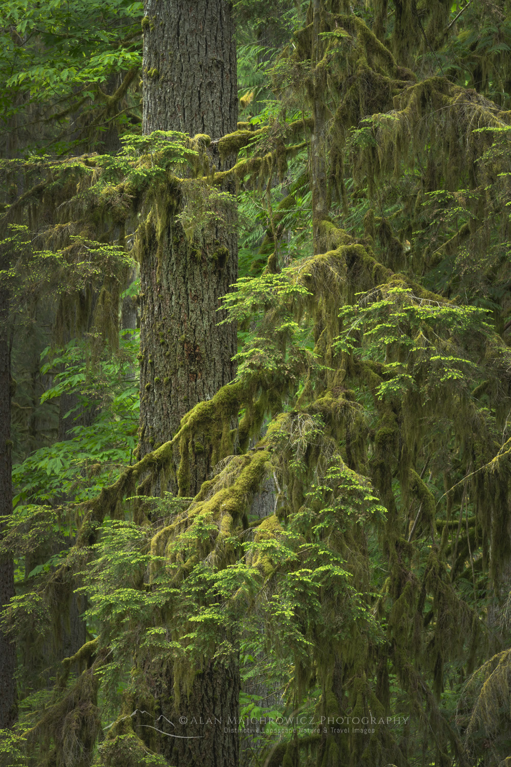 Old-Growth Douglas Fir (Pseudotsuga menziesii) North Cascades. Mount Baker-Snoqualmie National Forest, Washington #87966