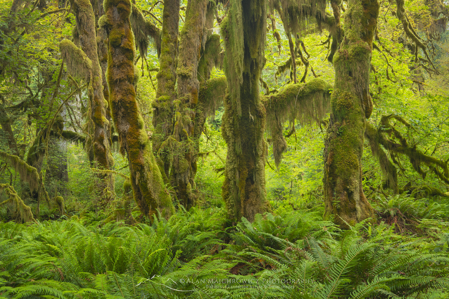 Hall of Mosses. Hoh Rain Forest Olympic National Park, Washington #88128