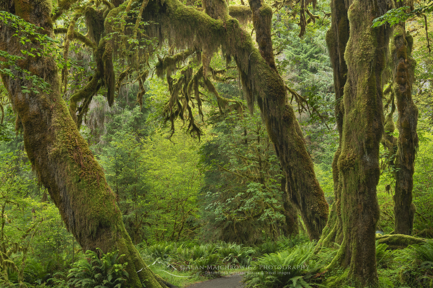 Hall of Mosses. Hoh Rain Forest Olympic National Park, Washington #88132