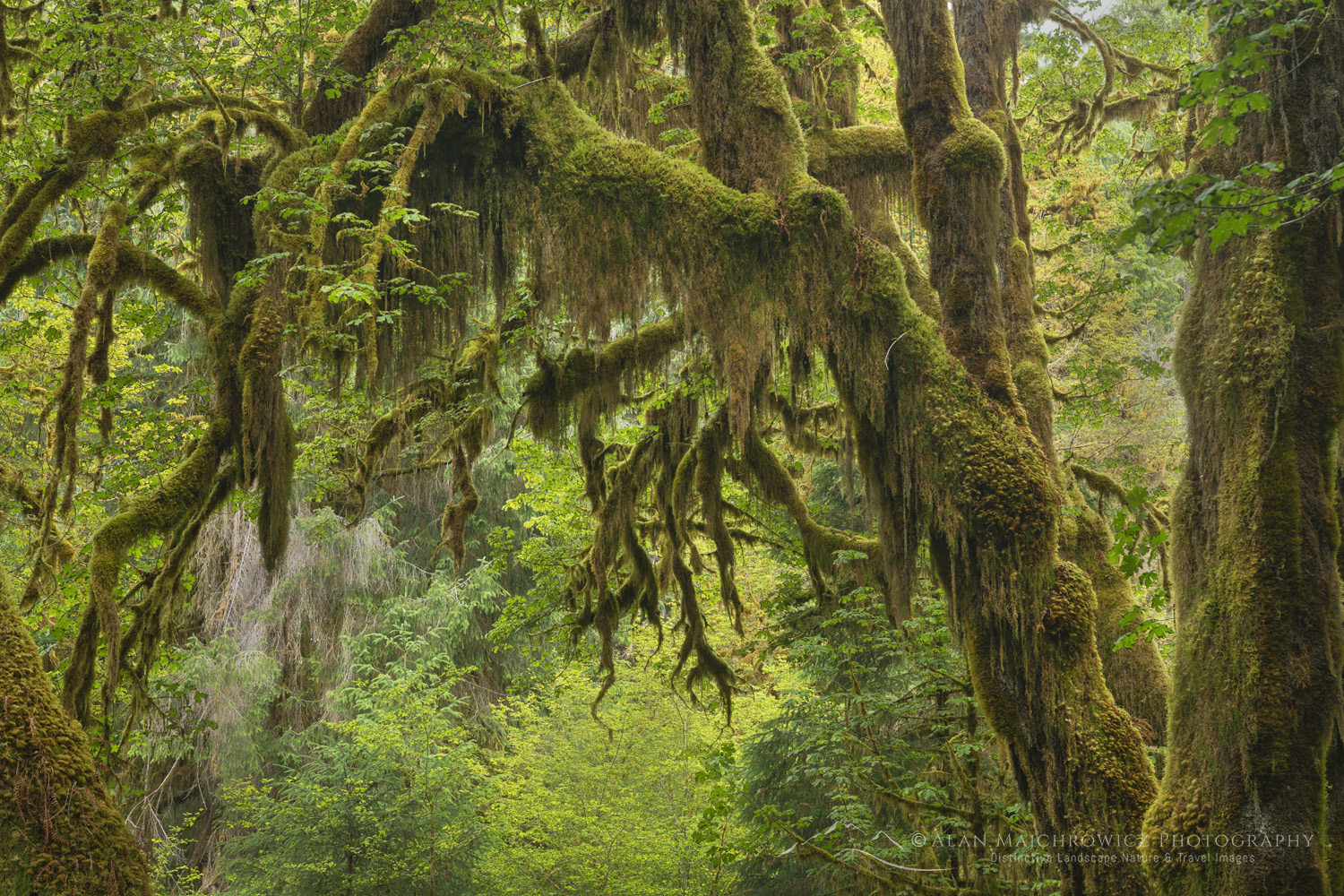 Hall of Mosses. Hoh Rain Forest Olympic National Park, Washington #88134