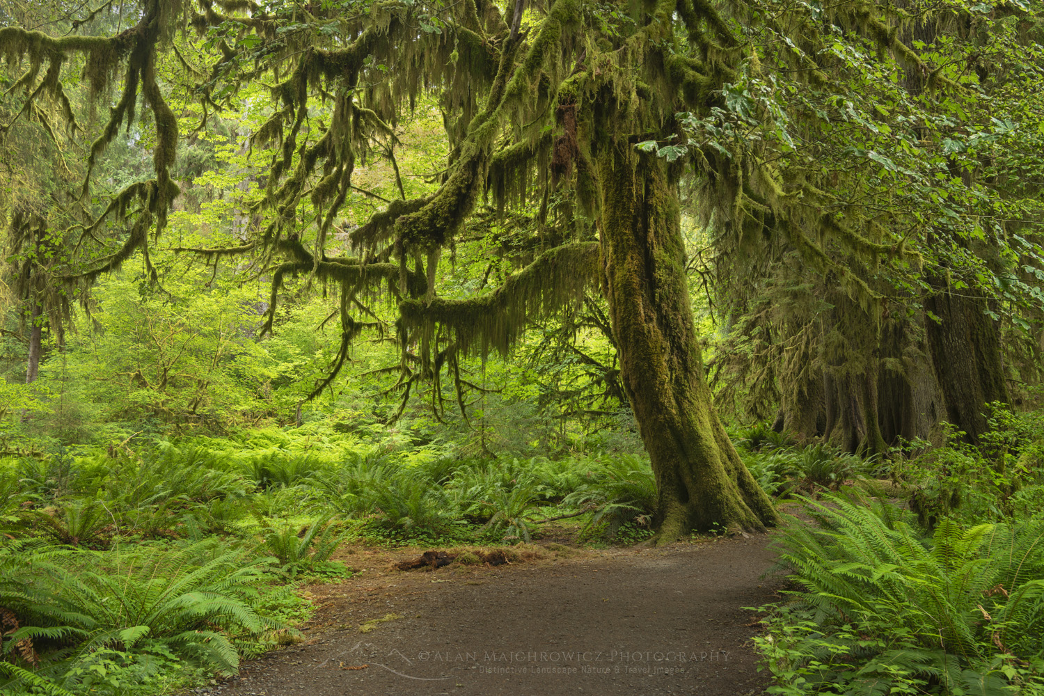 Hall of Mosses. Hoh Rain Forest Olympic National Park, Washington #88145