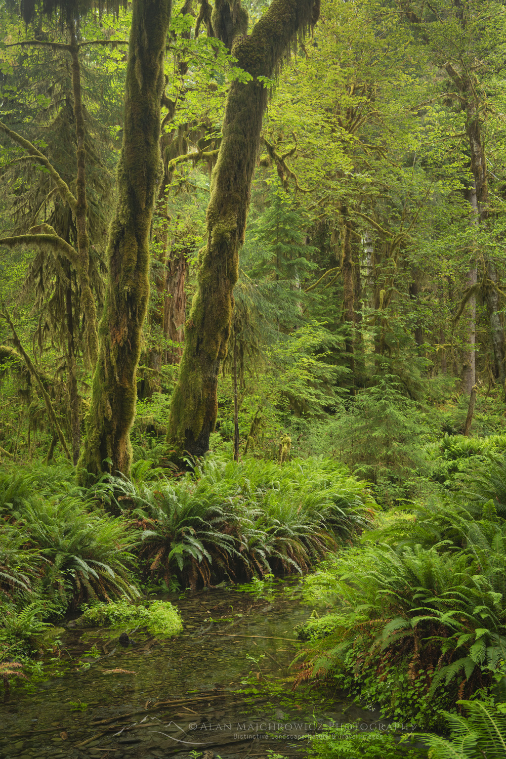 Hoh Rain Forest Olympic National Park, Washington #88147