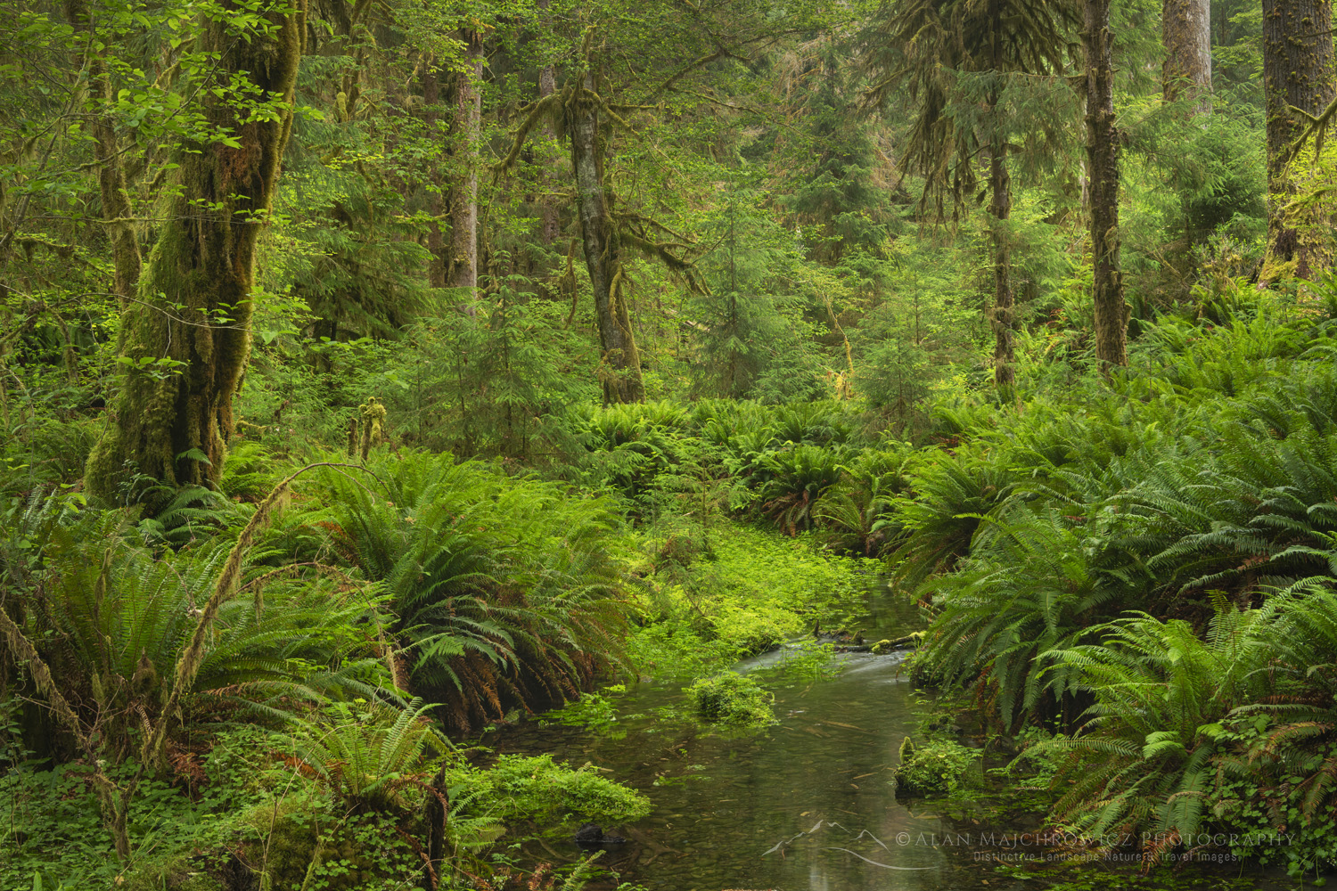 Hoh Rain Forest Olympic National Park, Washington #88151