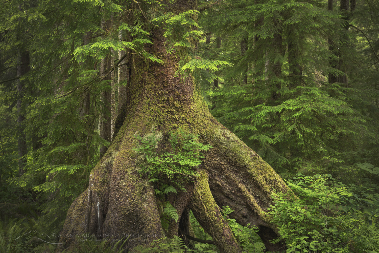 Sitka Spruce (Picea sitchensis), Olympic National Park Washington #88157