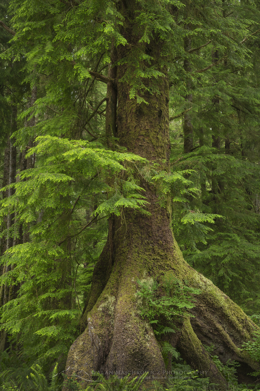 Sitka Spruce (Picea sitchensis), Olympic National Park Washington #88160