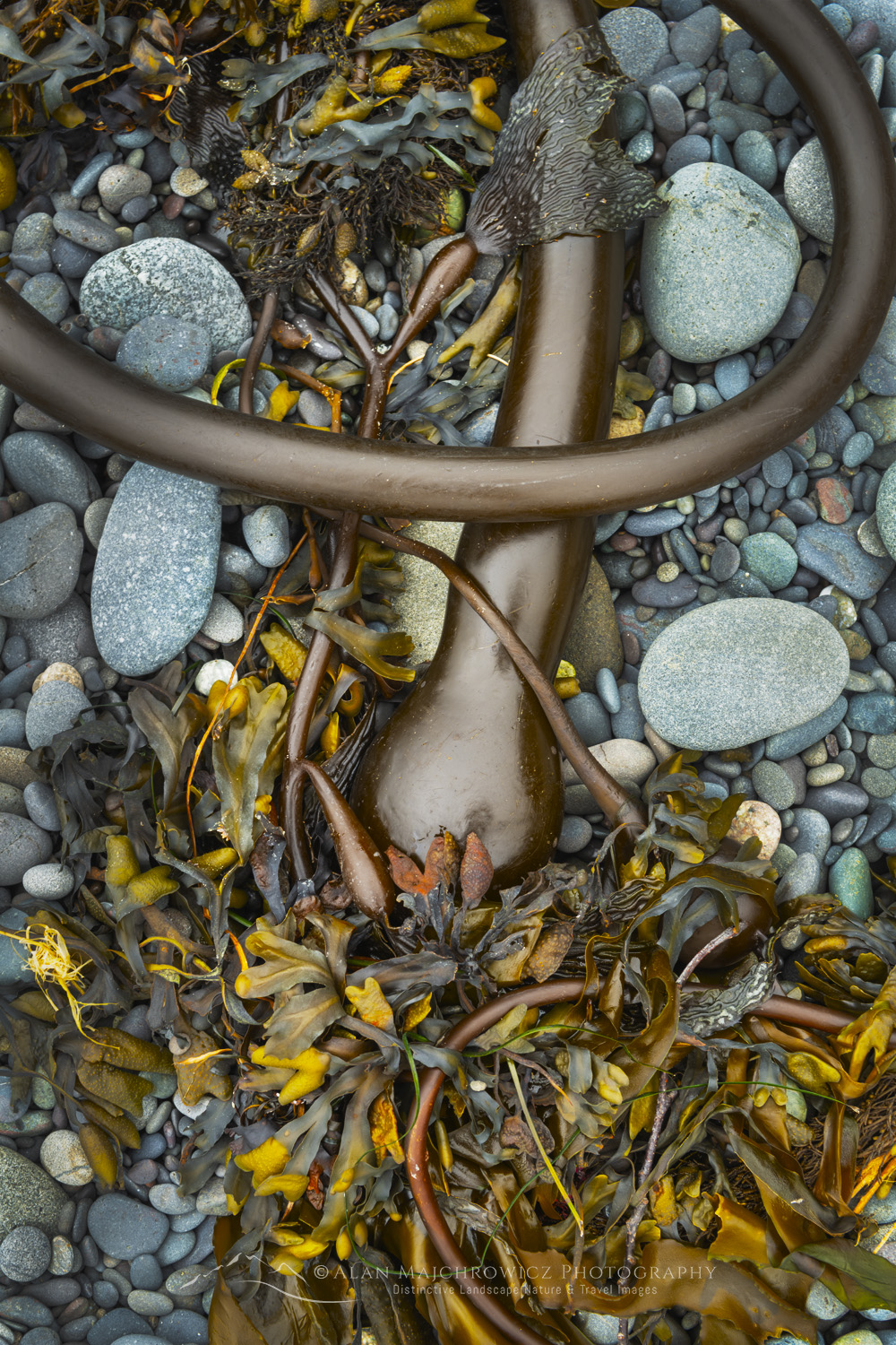 Bull Kelp (Nereocystis luetkeana) on Rialto Beach, Olympic National Park, Washington #88161