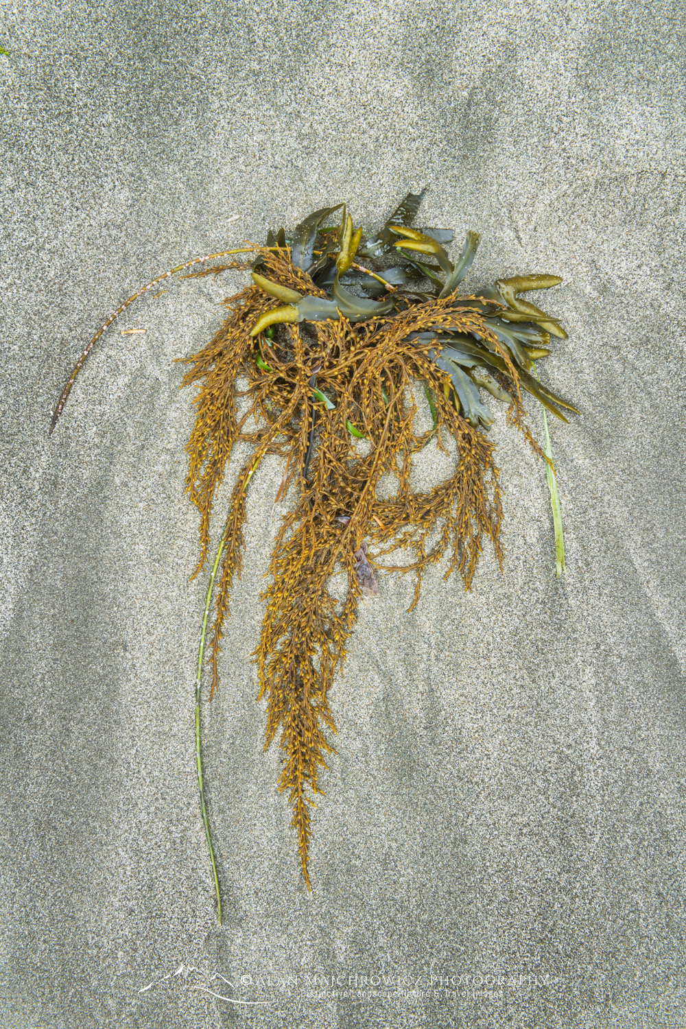 Kelp on Rialto Beach, Olympic National Park, Washington #88166