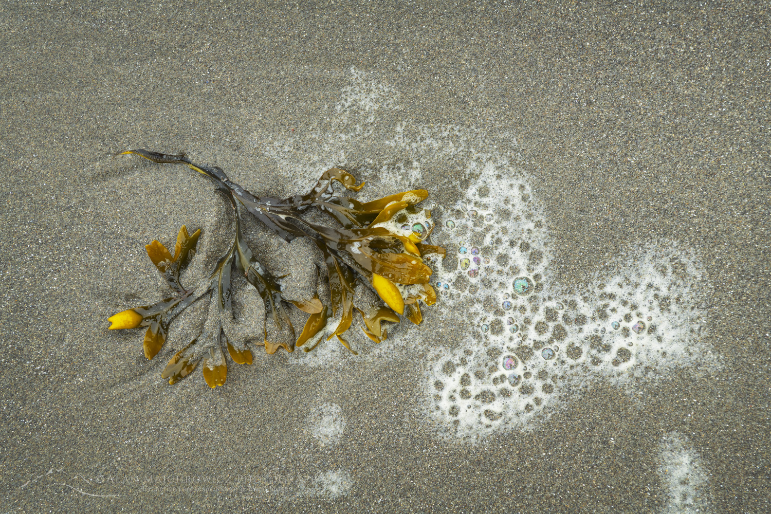 Kelp on Rialto Beach, Olympic National Park, Washington #88170