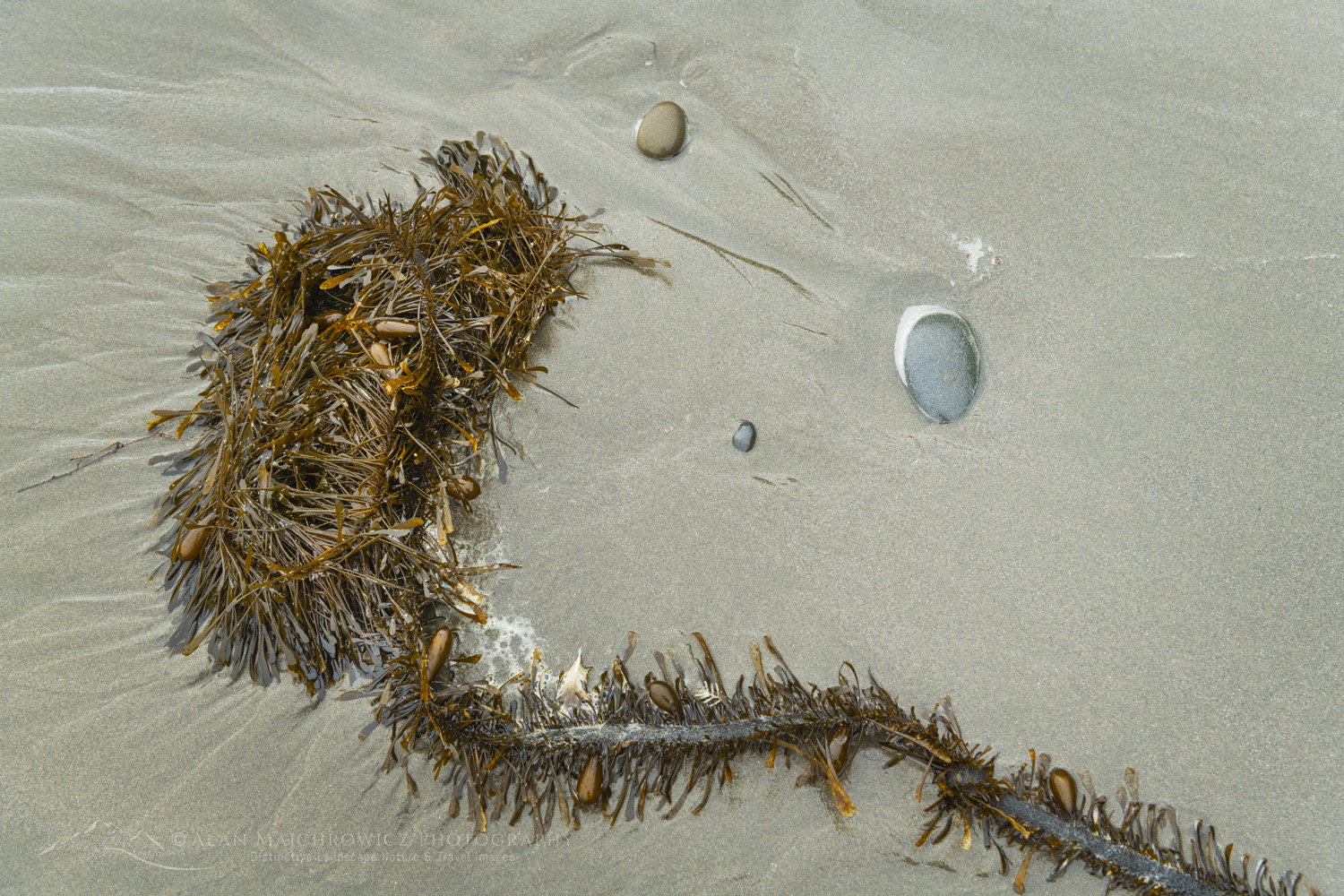 Kelp on Rialto Beach, Olympic National Park, Washington #88172