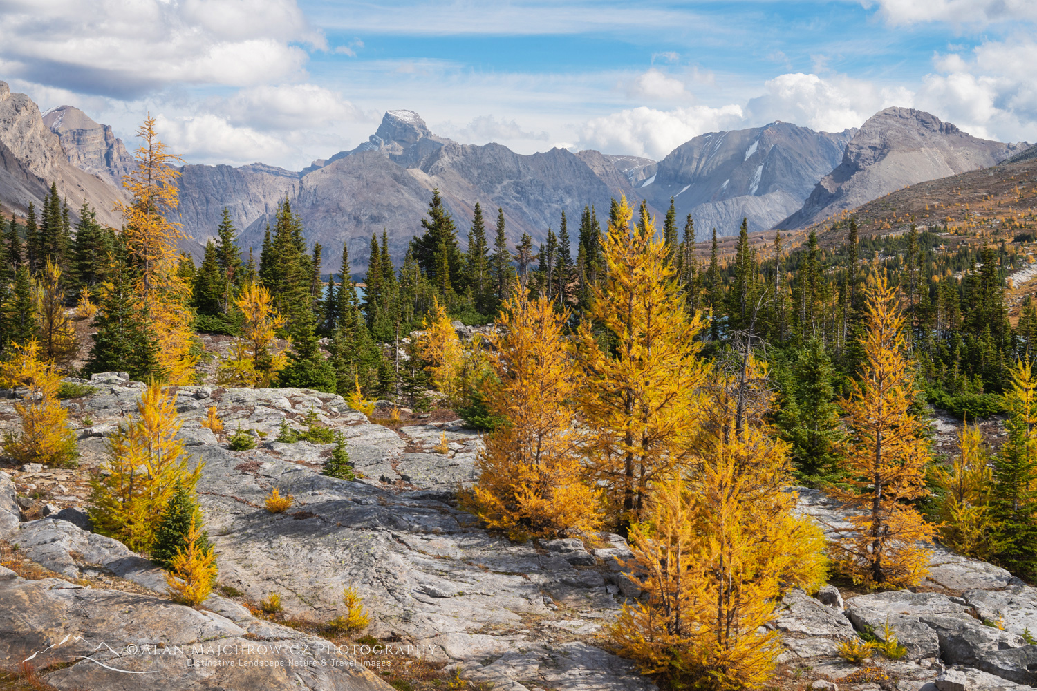 Subalpine Larches at Boulder Pass along the Skoki Loop Trail. Banff National Park, Alberta, Canada #88518