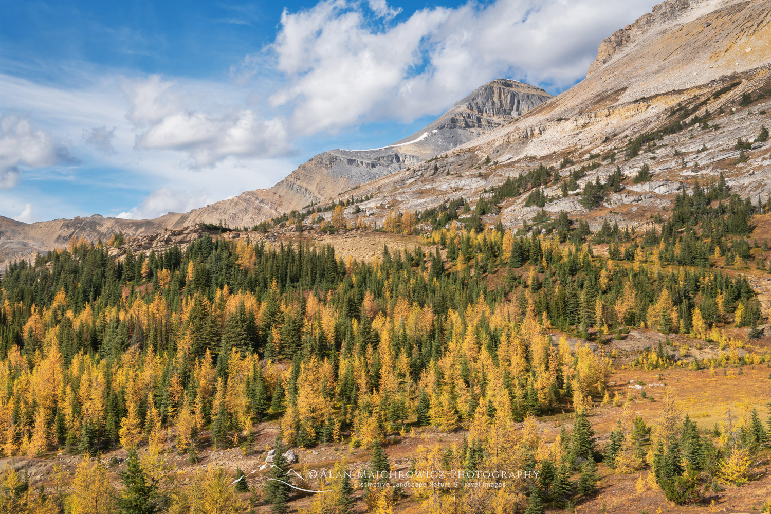 Subalpine Larches at Boulder Pass along the Skoki Loop Trail. Banff National Park, Alberta, Canada #88525