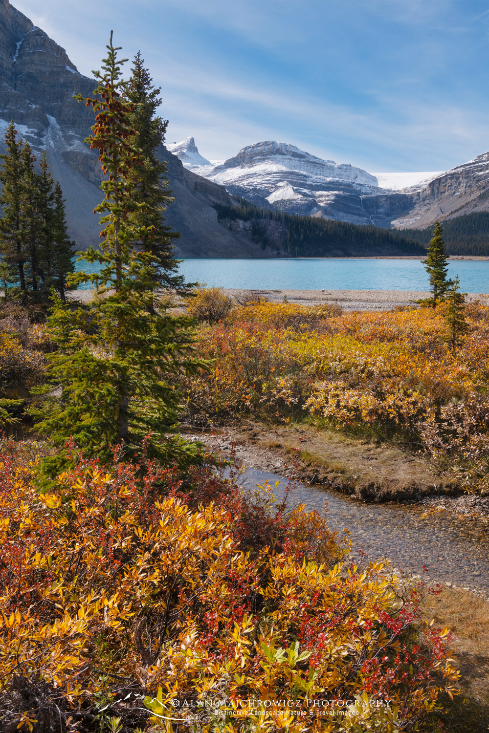 Autumn foliage along Bow Lake, with the Waputik Mountains in the distance. Banff National Park. Alberta, Canada #88630
