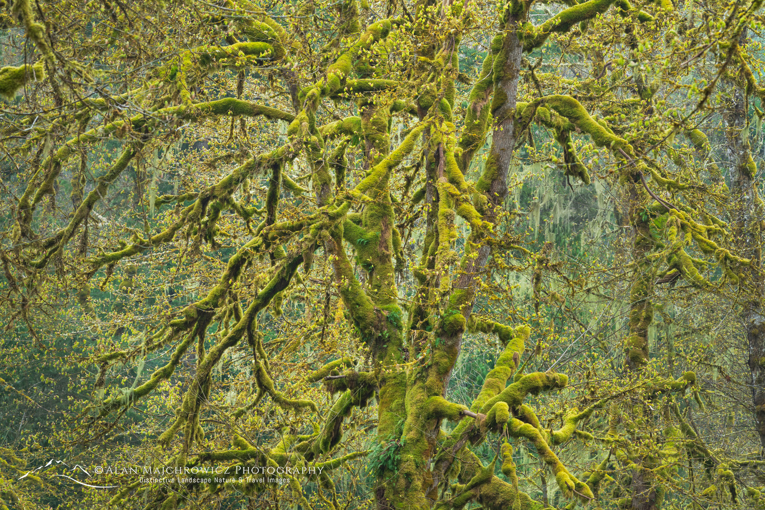 Big Leaf Maples Big Leaf Maples (Acer macrophyllum) and moss, North Cascades, North Cascades. Mt. Baker-Snoqualmie National Forest, Washington #87756