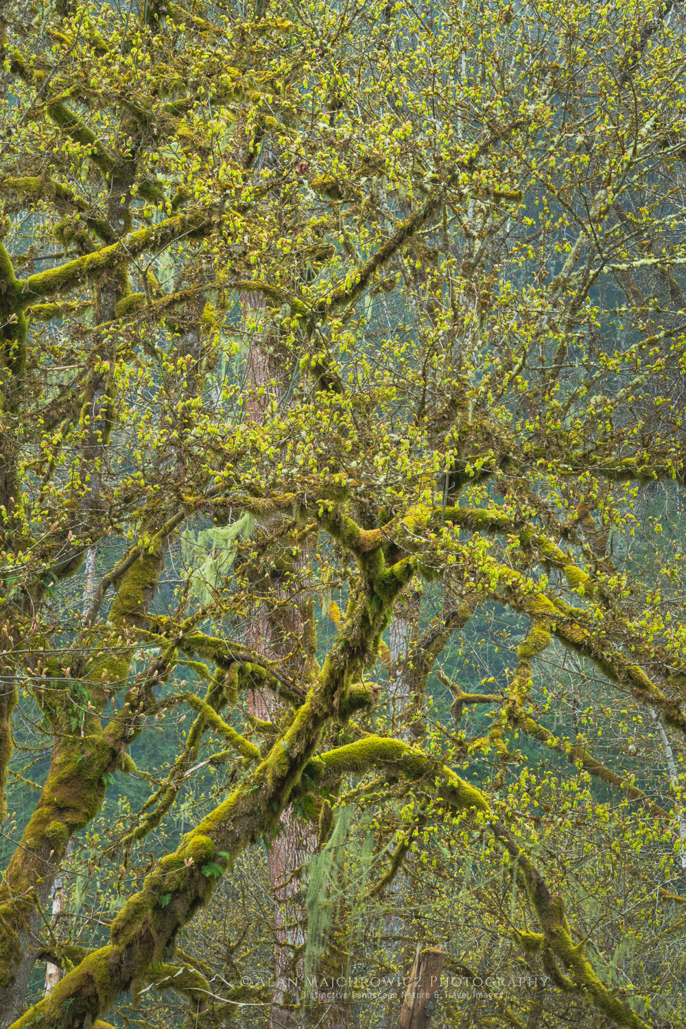 Big Leaf Maples (Acer macrophyllum) and moss, North Cascades, North Cascades. Mt. Baker-Snoqualmie National Forest, Washington #87758