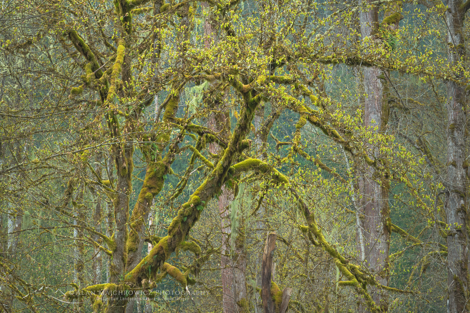 Big Leaf Maples (Acer macrophyllum) and moss, North Cascades, North Cascades. Mt. Baker-Snoqualmie National Forest, Washington #87759