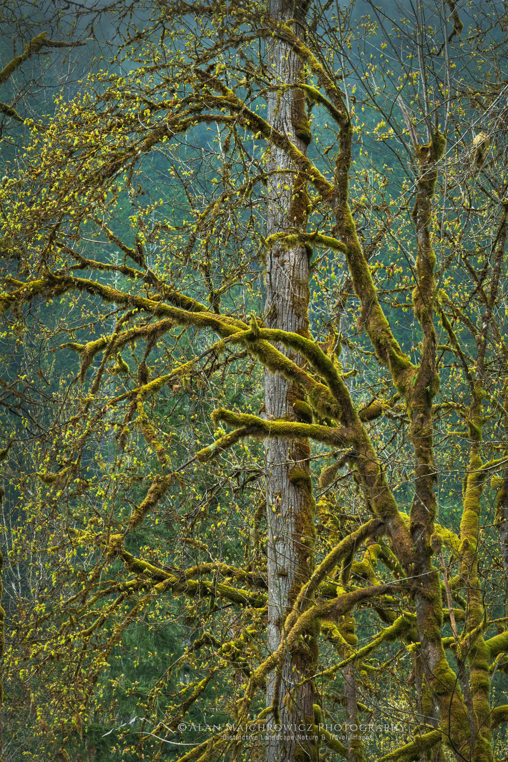 Big Leaf Maples (Acer macrophyllum) and moss, North Cascades, North Cascades. Mt. Baker-Snoqualmie National Forest, Washington #87761