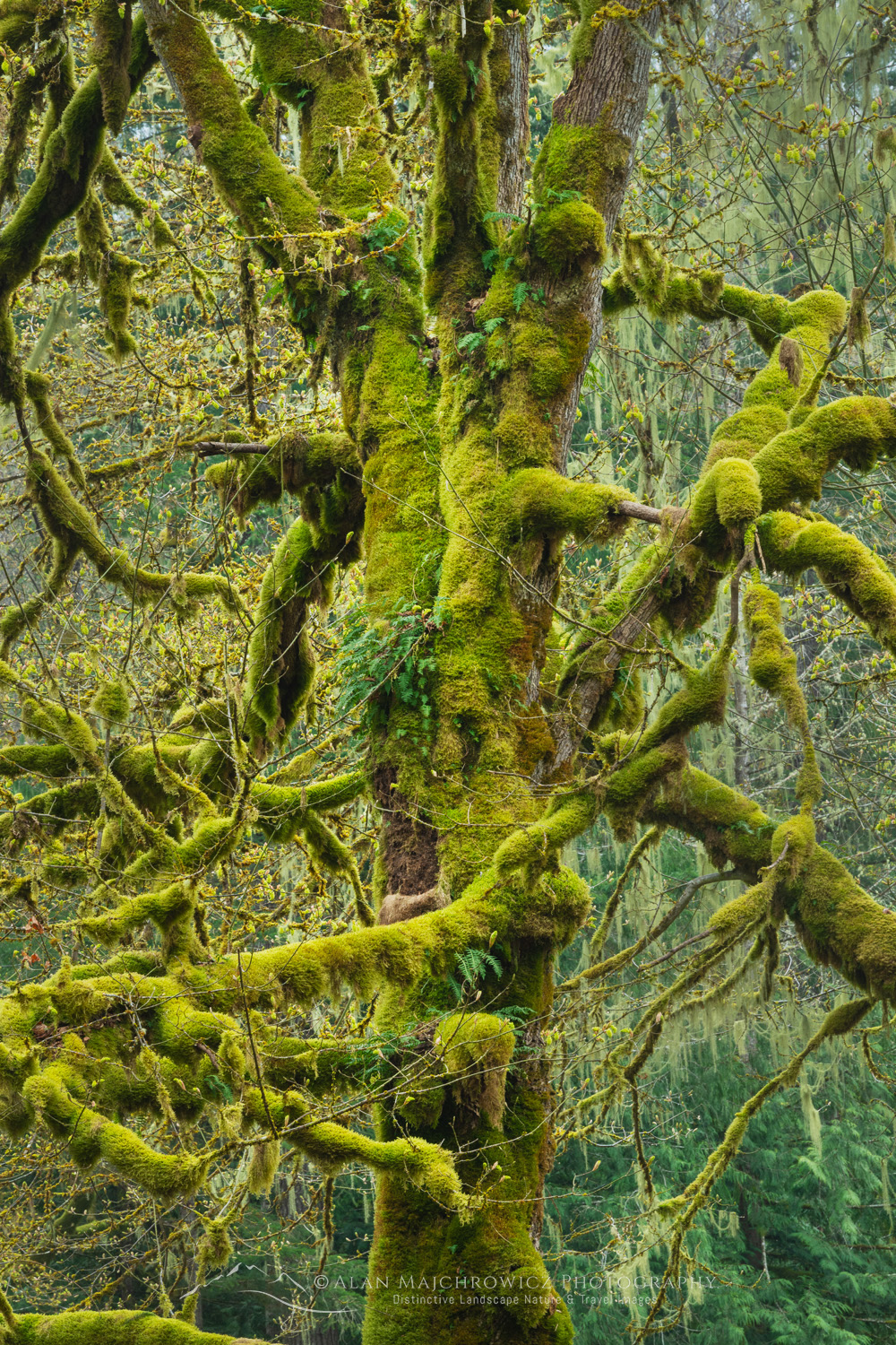 Big Leaf Maples (Acer macrophyllum) and moss, North Cascades, North Cascades. Mt. Baker-Snoqualmie National Forest, Washington #87763