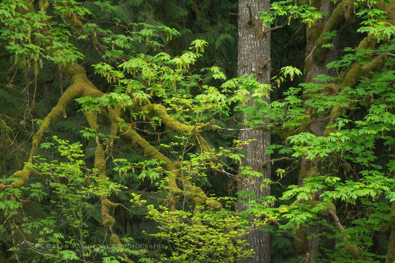 Big Leaf Maples (Acer macrophyllum) and Douglas Fir (Pseudotsuga menziesii) North Cascades Washington #87936