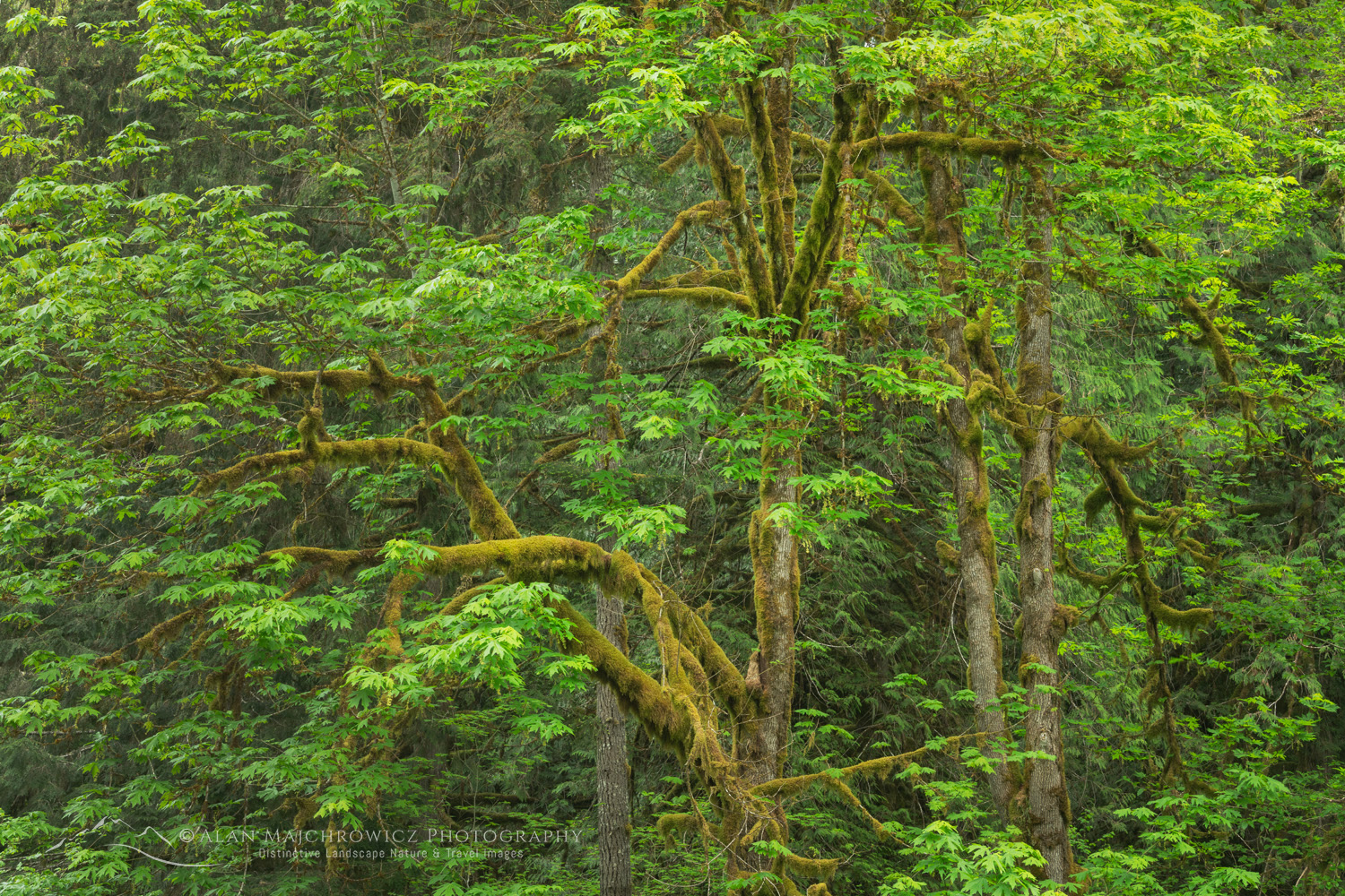 Big Leaf Maples (Acer macrophyllum) North Cascades Washington #87940