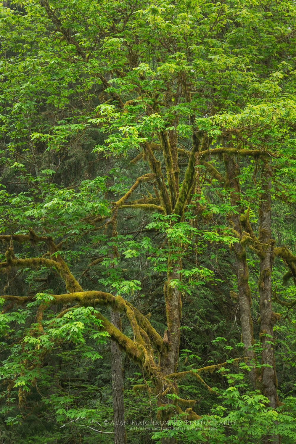 Big Leaf Maples (Acer macrophyllum) North Cascades Washington #87941