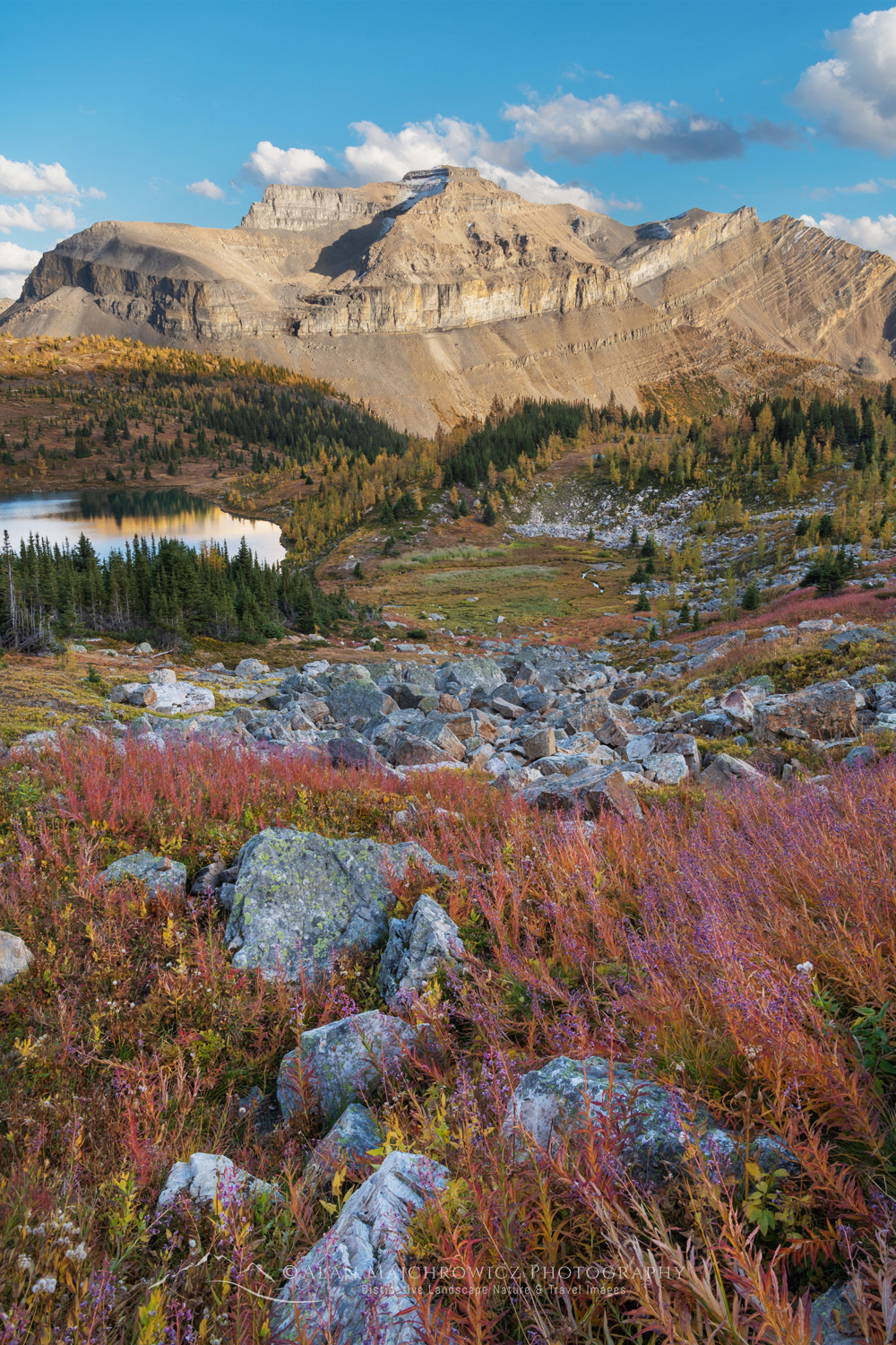 Fall colors in meadows above Hidden Lake. Redoubt Mountain is in the distance. Banff National Park, Alberta, Canada #888461
