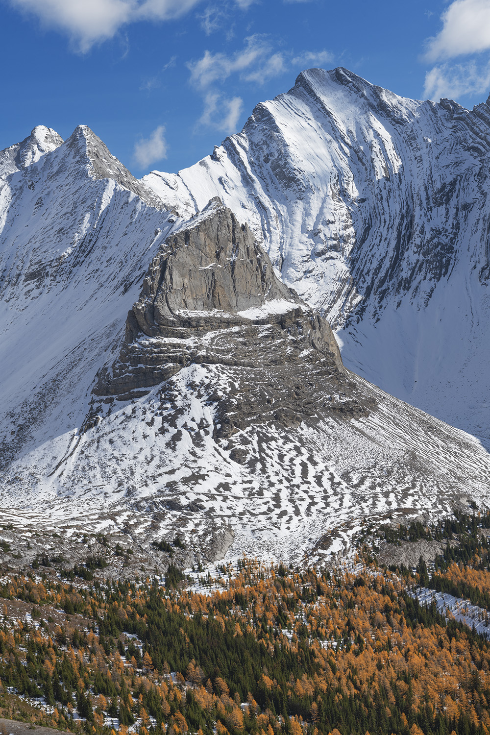 Alpine Larches in golden fall color seen from Arethusa Cirque Trail, Storm Mountain is in the background. Peter Loughheed Provincial Park, Kananaskis Country Canadian Rockies Alberta CanadaAlpine Larches in golden fall color seen from Arethusa Cirque Trail, Storm Mountain is in the background. Peter Loughheed Provincial Park, Kananaskis Country Canadian Rockies, Alberta Canada