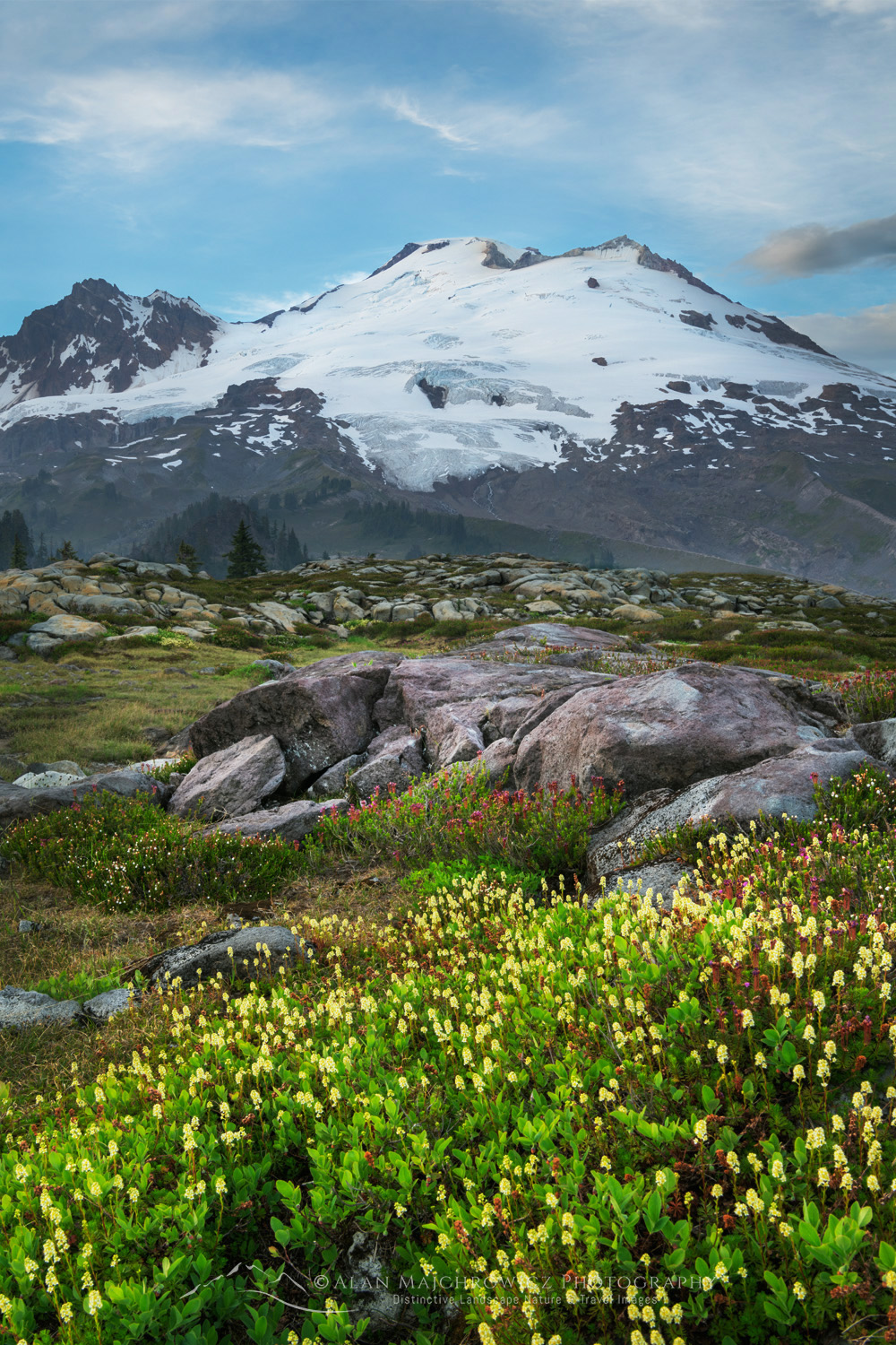Mount Baker's south face seen from the alpine meadows of Mt. Baker National Recreation Area. Partridgefoot (Luetkea pectinata) wildflowers are in the foreground. North Cascades, Washington #88282