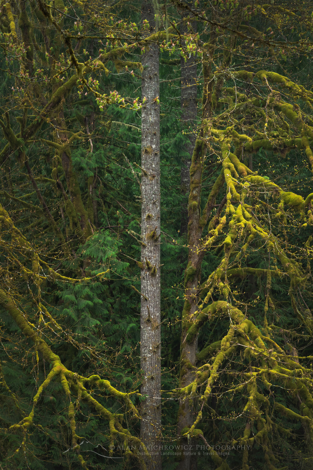 Big Leaf Maples (Acer macrophyllum) and Douglas Fir (Pseudotsuga menziesii), North Cascades Washington #87752