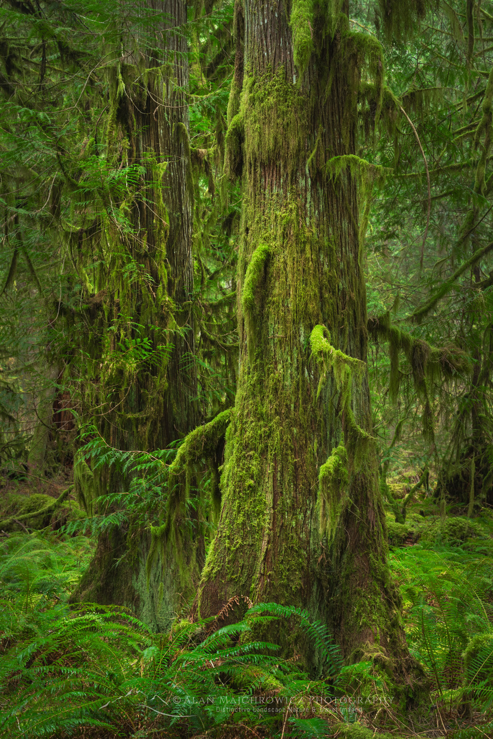 Western Red Cedar (Thuja plicata) North Cascades. Mt. Baker-Snoqualmie National Forest, Washington #87766