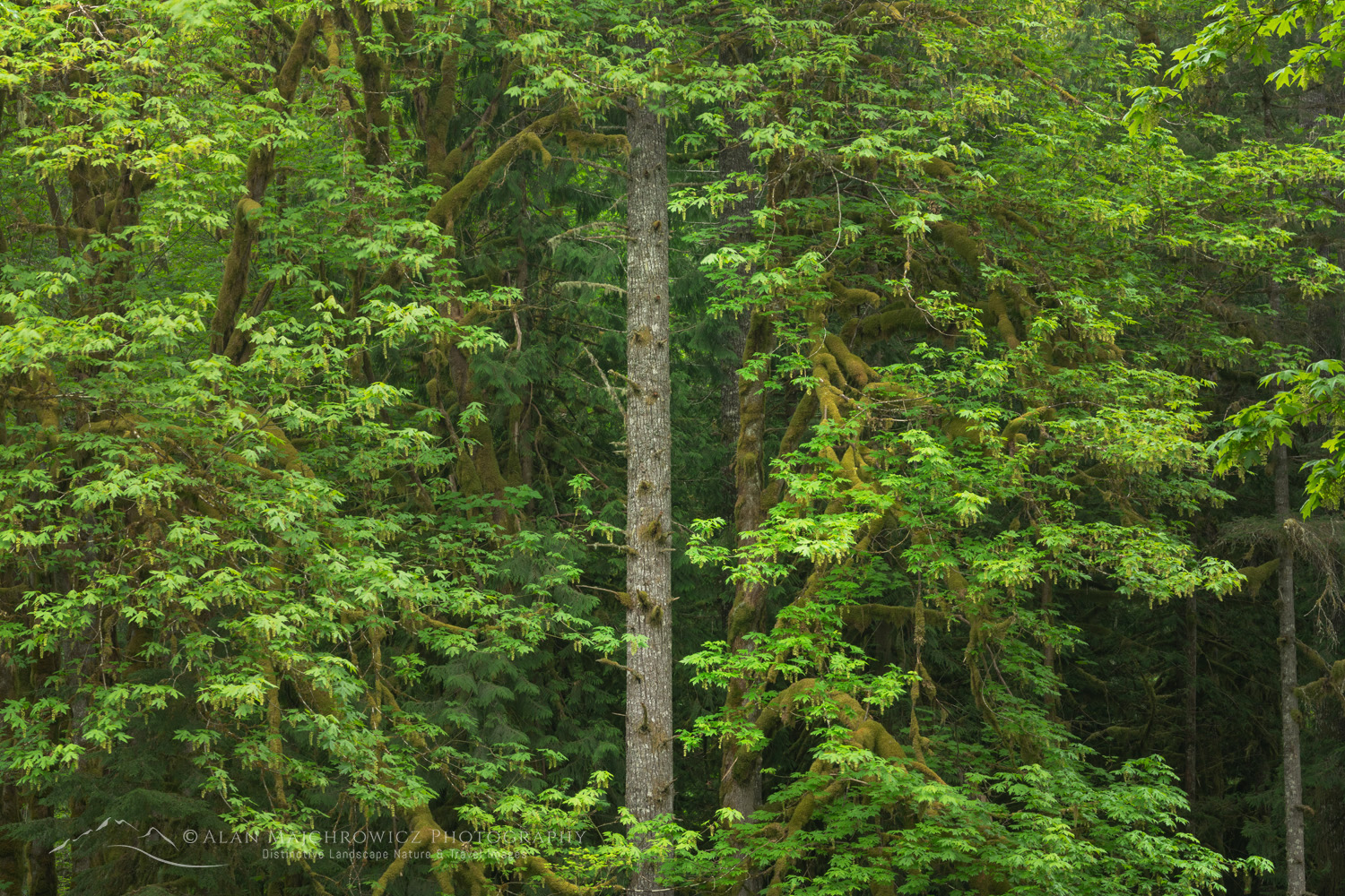 Big Leaf Maples (Acer macrophyllum) and Douglas Fir (Pseudotsuga menziesii), North Cascades Washington #87931