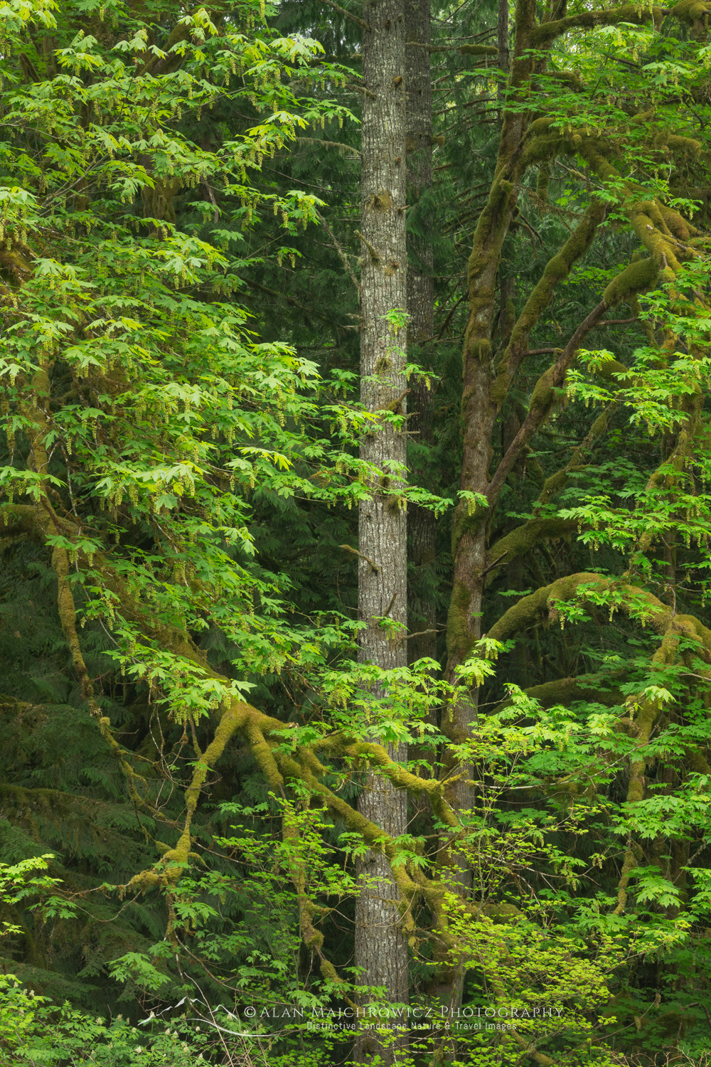 Big Leaf Maples (Acer macrophyllum) and Douglas Fir (Pseudotsuga menziesii) North Cascades Washington #87939