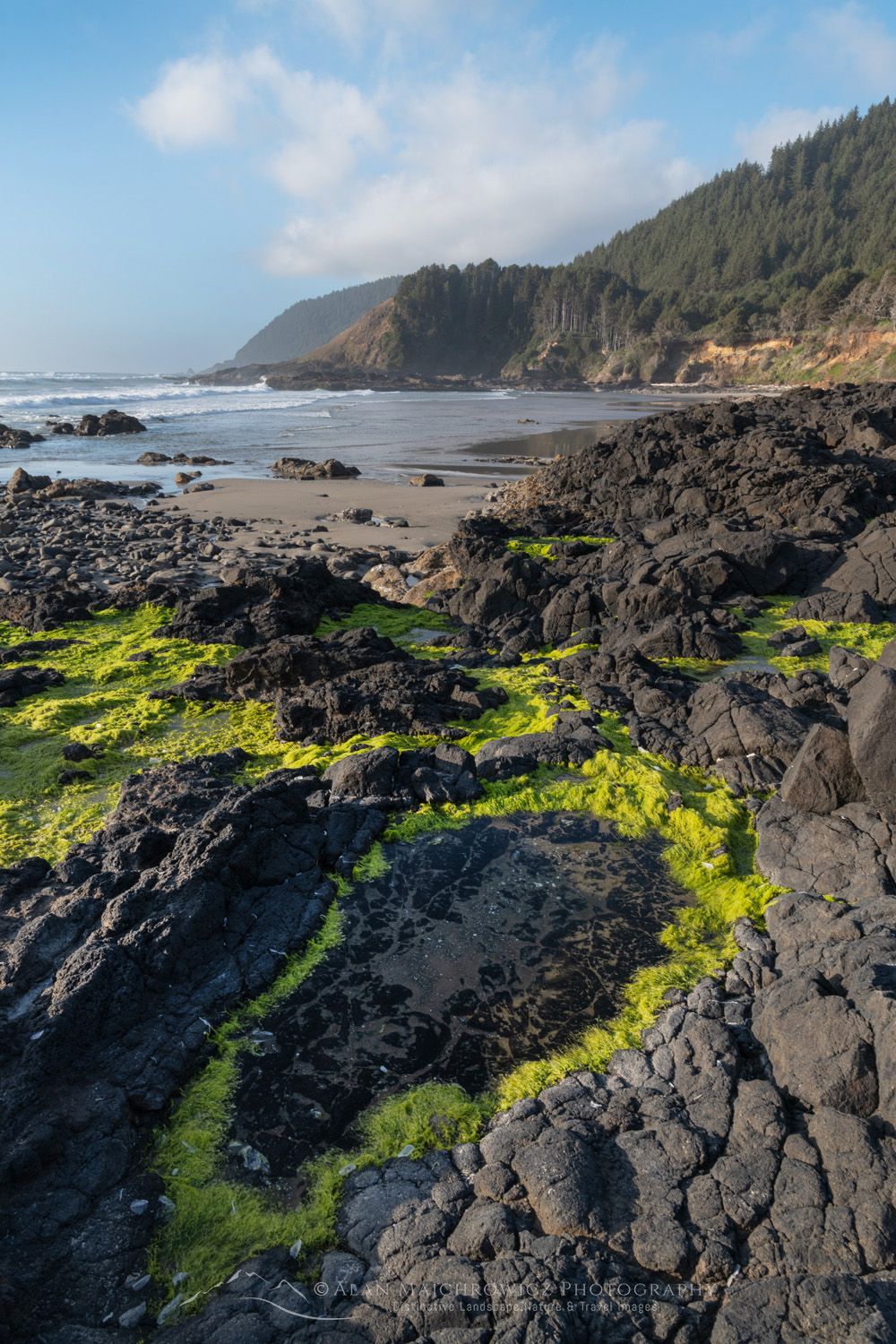 Bright green sea moss covers the rocky lava at Strawberry Hill along the central Oregon coast. #87863