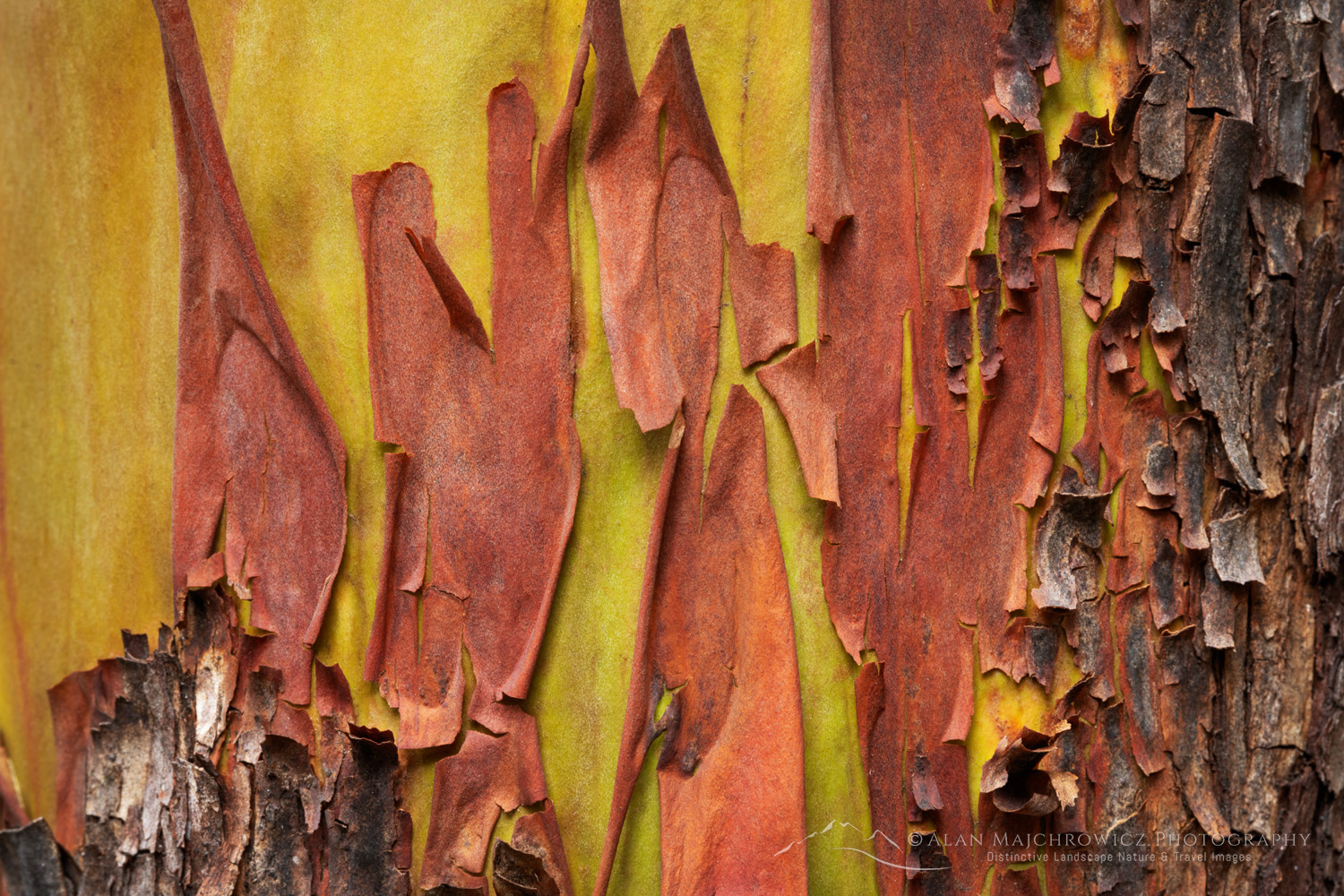 Pacific Madrone, or Madrona (Arbutus menziesii) bark detail. San Juan Island, Washington #87706