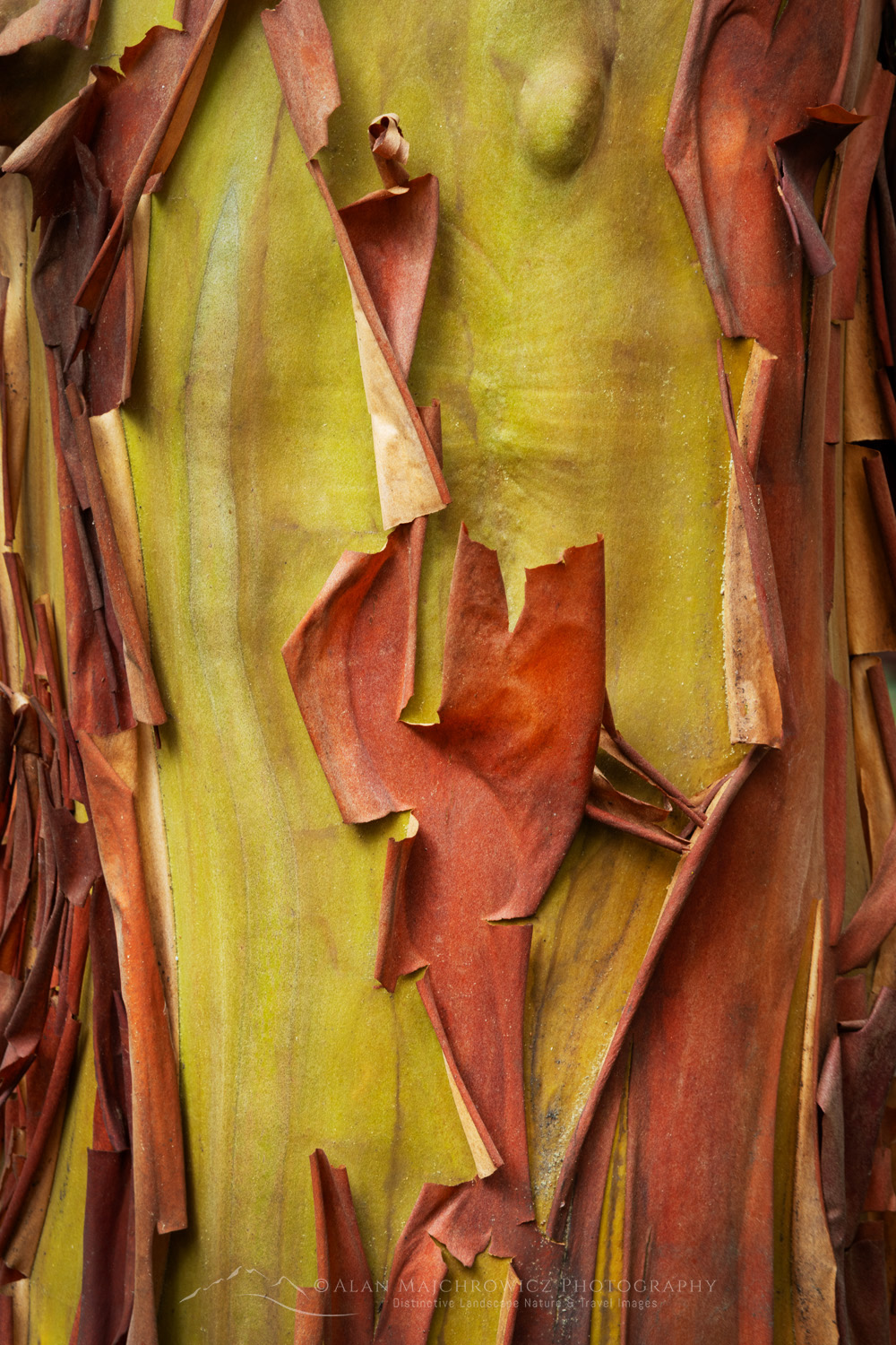 Pacific Madrone, or Madrona (Arbutus menziesii) bark detail. San Juan Island, Washington #87712