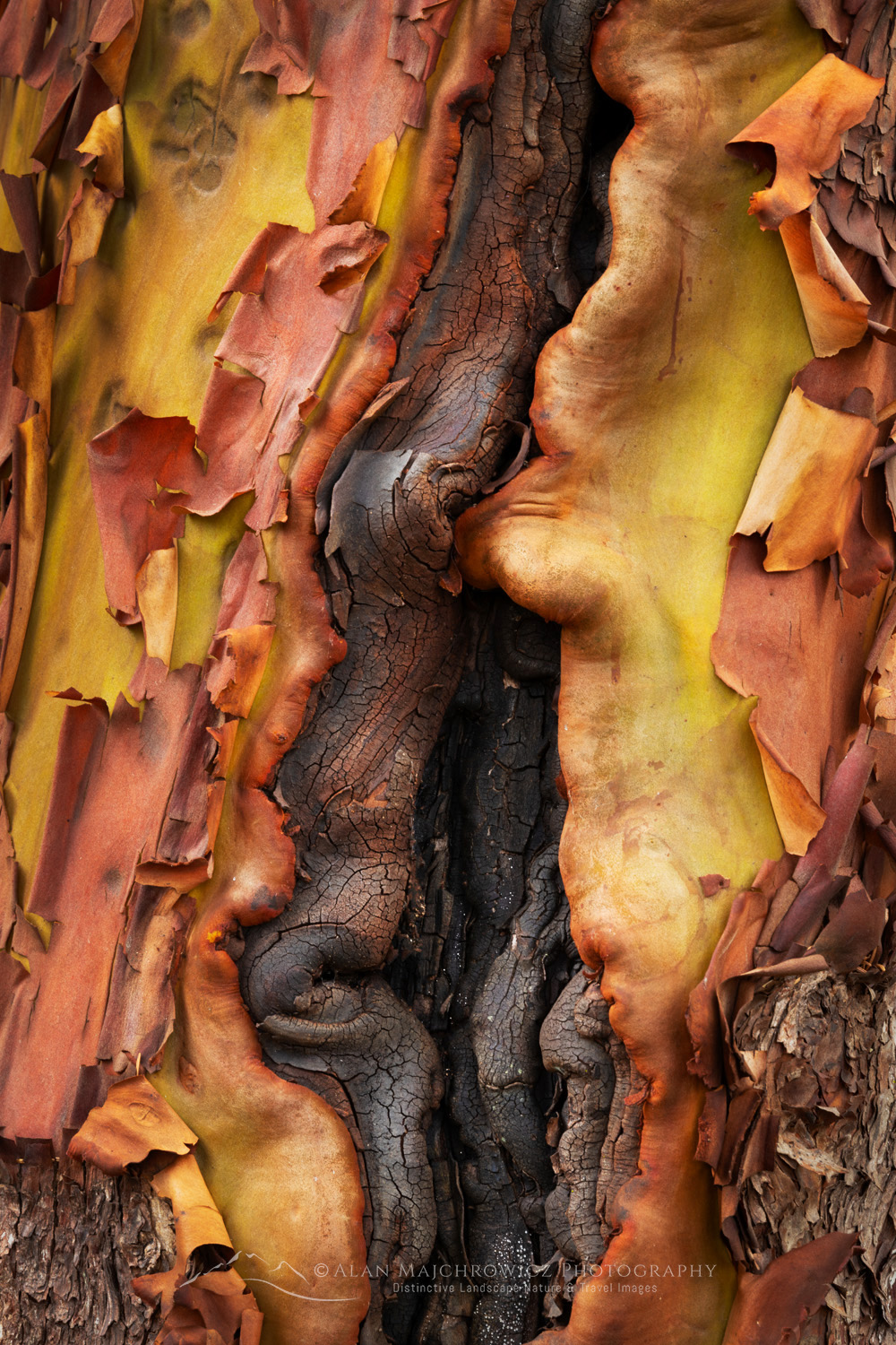 Pacific Madrone, or Madrona (Arbutus menziesii) bark detail. San Juan Island, Washington #87716