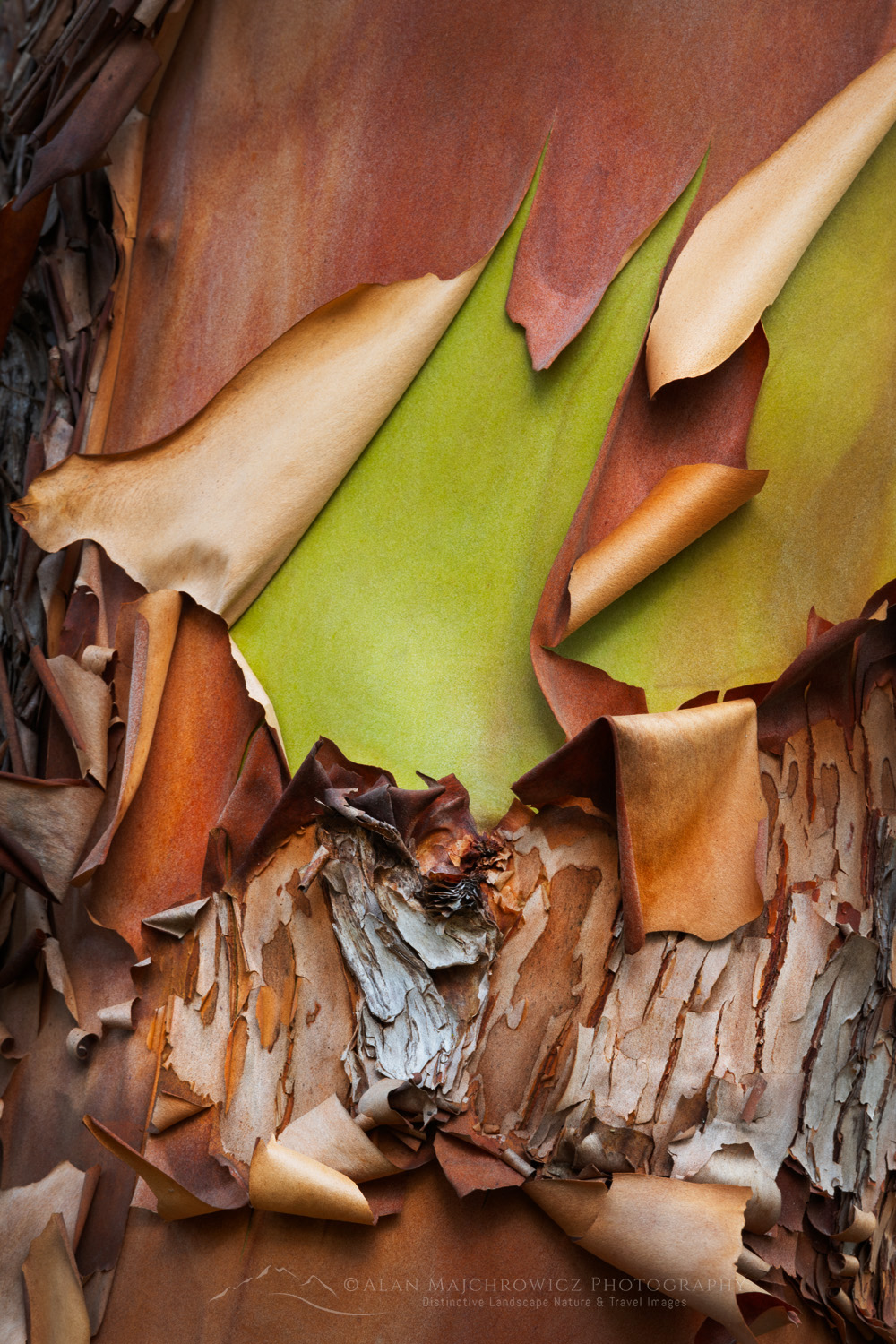 Pacific Madrone, or Madrona (Arbutus menziesii) bark detail. San Juan Island, Washington #87718