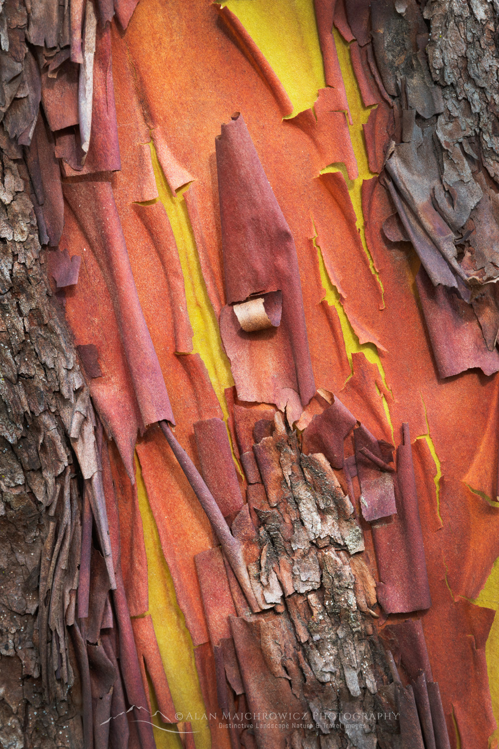Pacific Madrone, or Madrona (Arbutus menziesii) bark detail. San Juan Island, Washington #87723