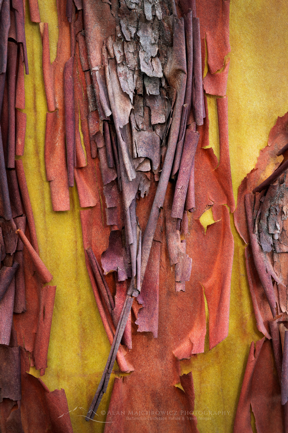 Pacific Madrone, or Madrona (Arbutus menziesii) bark detail. San Juan Island, Washington #87728