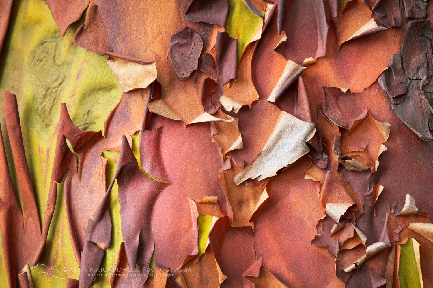 Pacific Madrone, or Madrona (Arbutus menziesii) bark detail. San Juan Island, Washington #87737