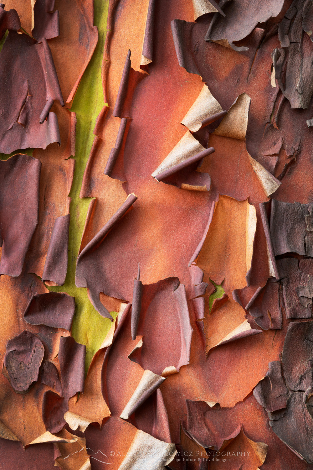 Pacific Madrone, or Madrona (Arbutus menziesii) bark detail. San Juan Island, Washington #87738